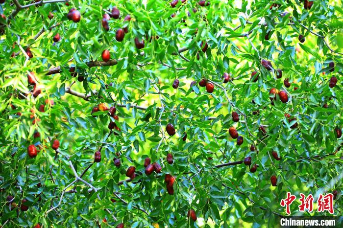 托克逊县主要种植有灰枣、马牙枣、冬枣、骏枣和鸡心枣等15个品种。　李靖海 摄