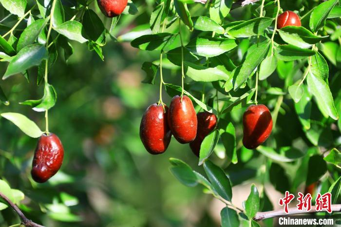 现在托克逊县红枣种植面积已达11万多亩，红枣鲜果年产量达3.8万吨。　胡国凯 摄