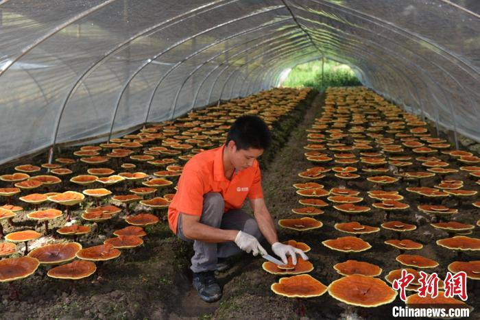 图为工作人员正在照料灵芝。主办方 供图