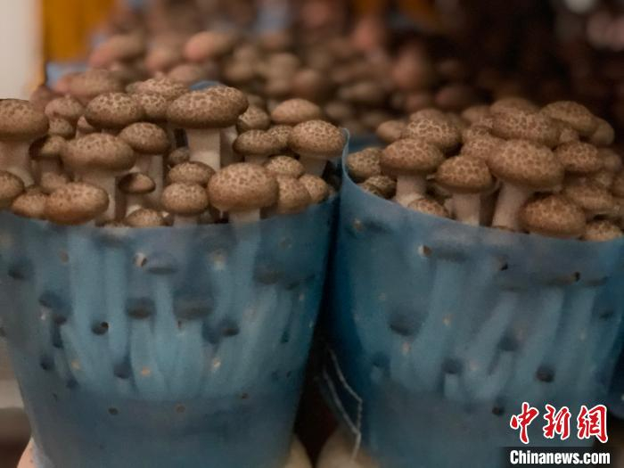 星河生物科技培育出来的菌菇 孙秋霞 摄