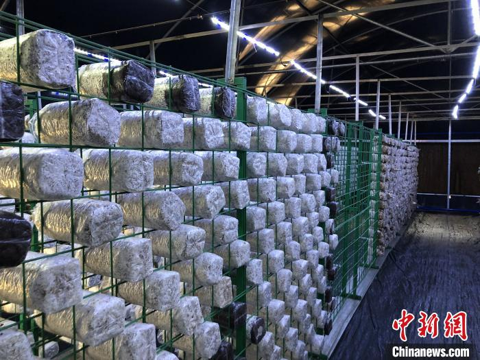 温室大棚里的菌包 孙秋霞 摄