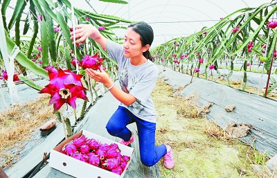 在四川眉山市彭山区硕仙农业观光园，返乡创业大学生弋皎皎正在采摘火龙果。姚永亮摄/光明图片