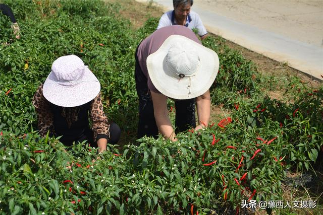 重生农家女嫁给军人 高考后生活如何发展
