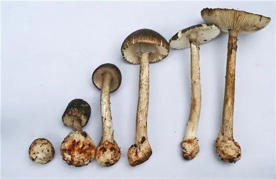 △灰花纹鹅膏&nbsp;