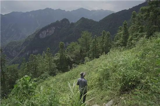 △去神景洞哨所途中的森林景观。