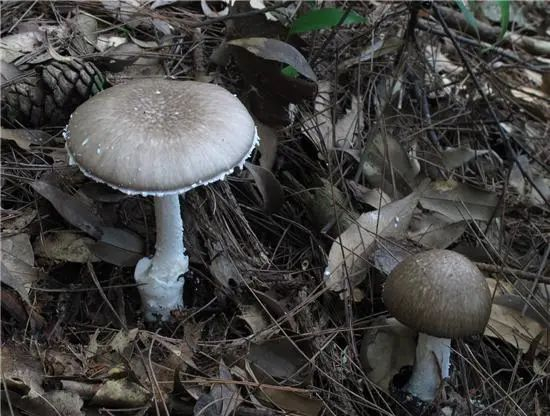 △假褐云斑鹅膏&nbsp;