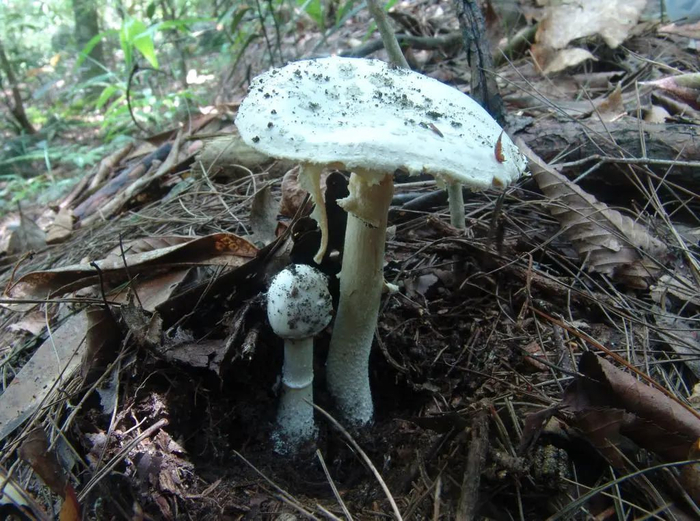 △毒蘑菇该如何鉴别？在湖南，主要的剧毒蘑菇中毒症状类型可分为 3 种类型，即：急性肝损害型、急性肾衰竭型、横纹肌溶解型。文、图 / 陈作红张平（湖南师范大学生命科学学院）&nbsp;