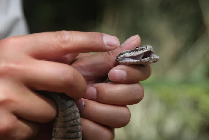 蛇岛蝮蛇 龙雷/摄