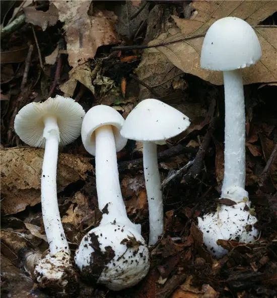 △假淡红鹅膏&nbsp;