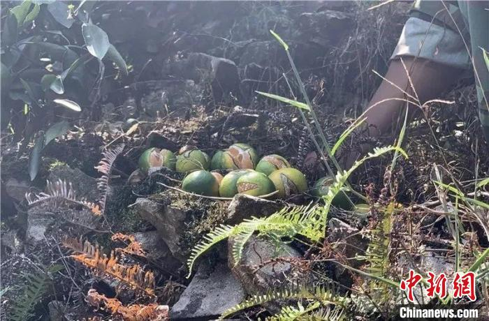 柑橘裂果掉落在地上 台州发布供图