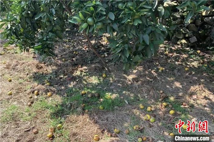 柑橘裂果掉落在地上 台州发布供图
