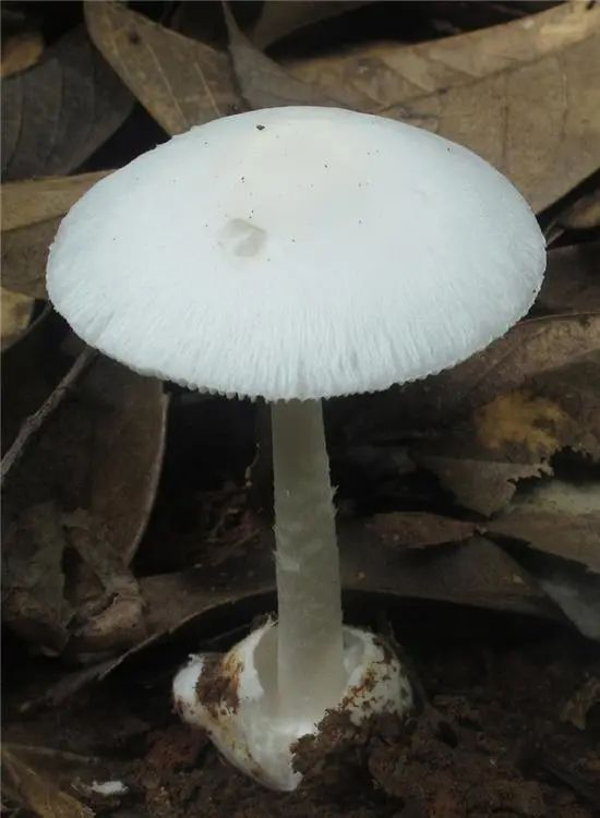 △裂皮鹅膏&nbsp;