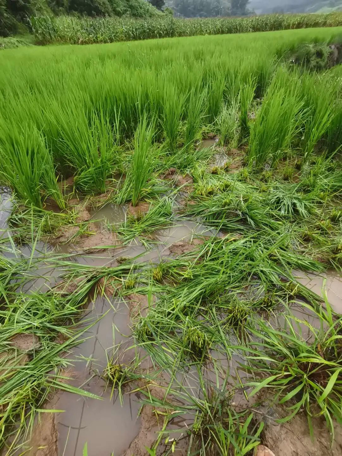 野象破坏过的水稻田。村长冯广林供图