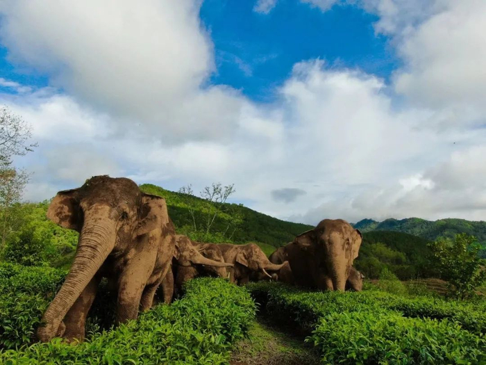 亚洲野象。郑璇供图（使用无人机拍摄）