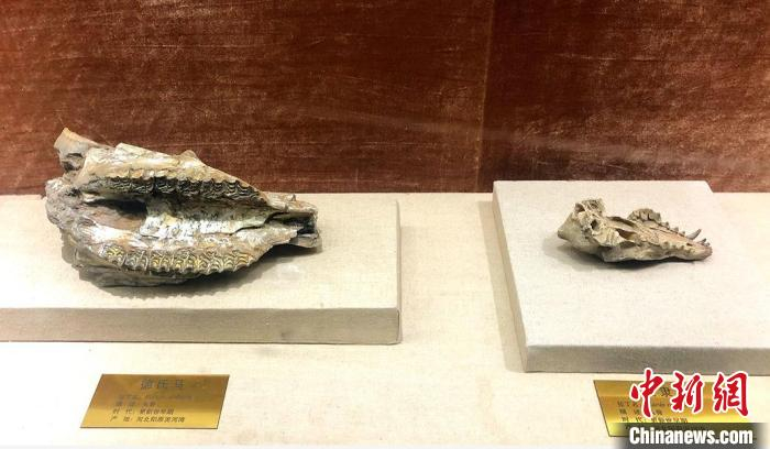 部分展品。　宋天宁 摄