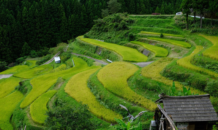 上胜町以绝美的梯田风光著称。资料 图