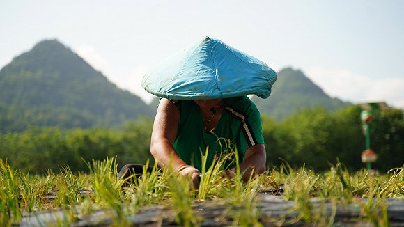 官堰居的村民们正在香葱养殖基地劳作。图片来源：受访者供图