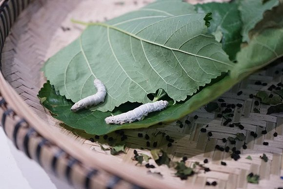 东西部协作扶贫让“桑蚕之乡”迎来新生。摄影：何香奕