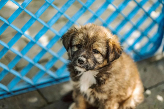 图片来源于网络