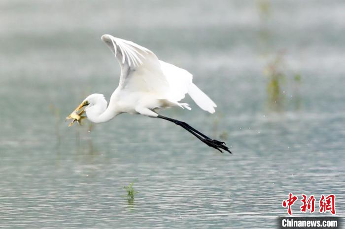 图为飞翔的鹭鸟 张畅 摄