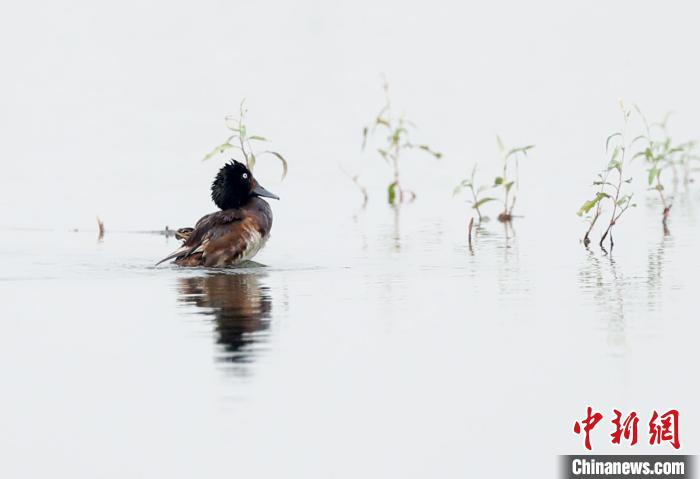 图为青头潜鸭 张畅 摄