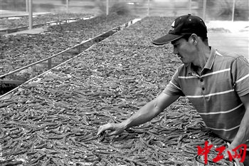 目前，甘肃西和县通过发展辣椒育苗、栽植和蔬菜种植产业解决贫困问题。9月4日，一名农民正在日光棚里晾晒辣椒。工人日报-中工网记者 王伟伟 摄