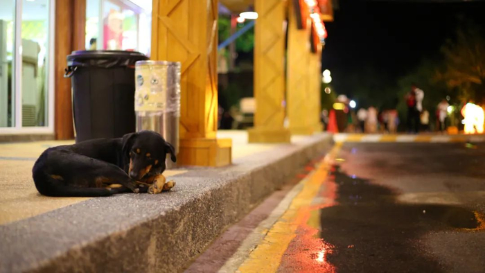 图片来源于网络