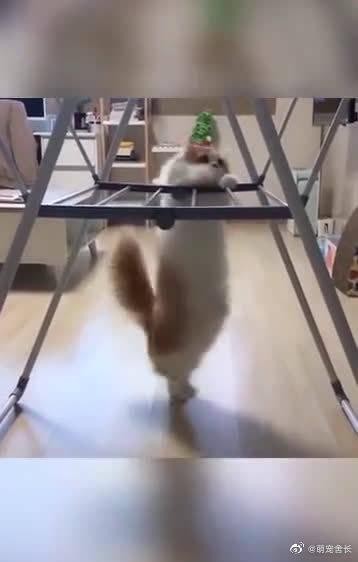 小短腿动物图鉴