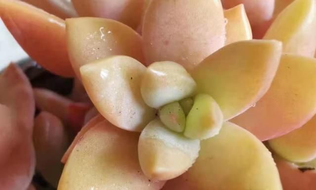 布丁和铭月是同一种多肉吗?看看布丁养了几个月后的状态就知道了