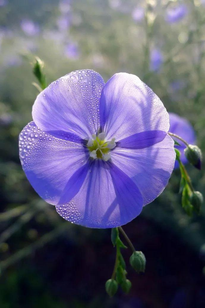 娇小蓝色小花观赏价值高蓝花亚麻真不错着手养一盆吧