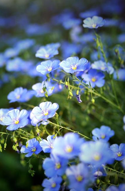 娇小蓝色小花观赏价值高蓝花亚麻真不错着手养一盆吧
