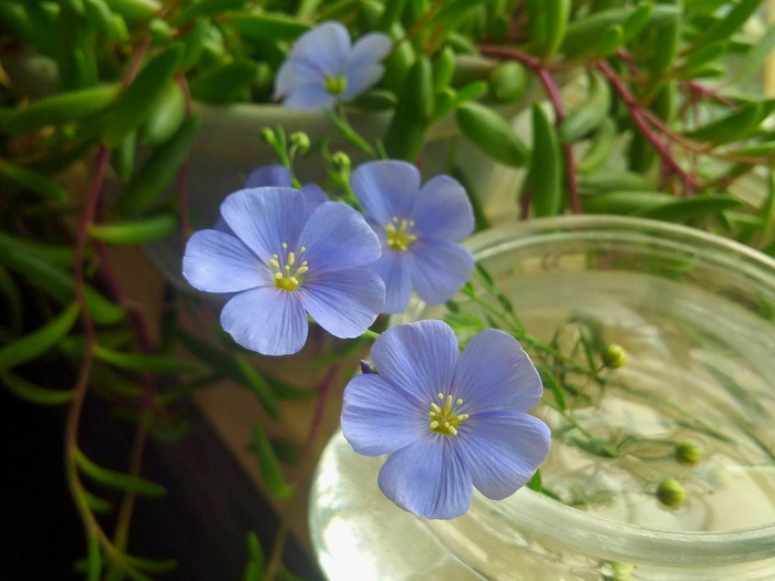 娇小蓝色小花观赏价值高蓝花亚麻真不错着手养一盆吧