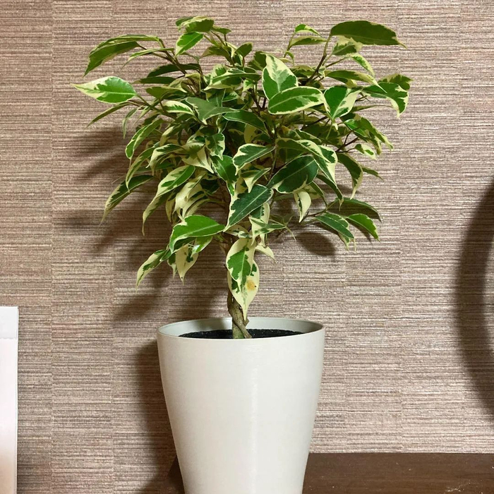 美如画的10个榕属植物,都适合种在花盆里,养成室内观叶植物