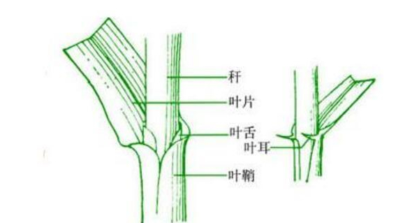 如何区分小麦和燕麦?只需注意3个方面,一眼就能认出|燕麦|小麦|叶片