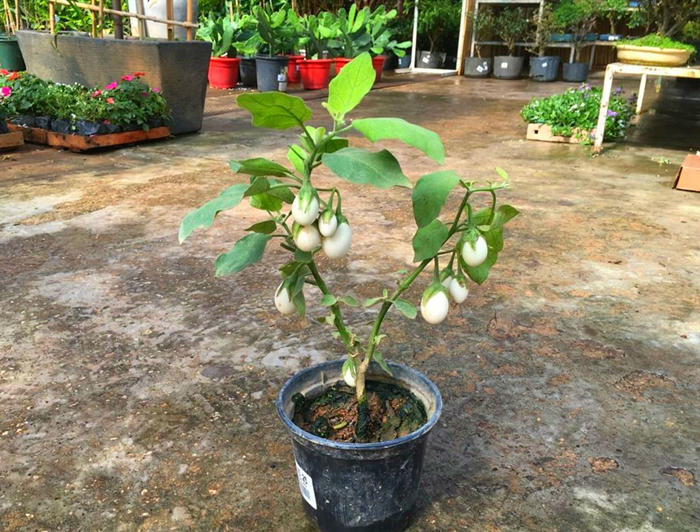 市面上少见的鸡蛋茄营养价值高自家就能种