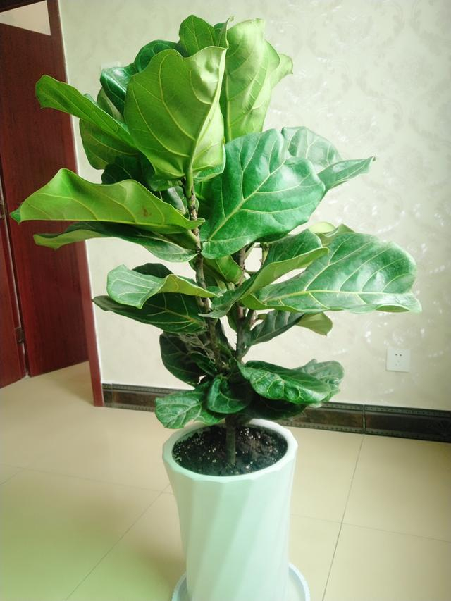 琴叶榕好看不好养?做好这3点,越长越旺盛