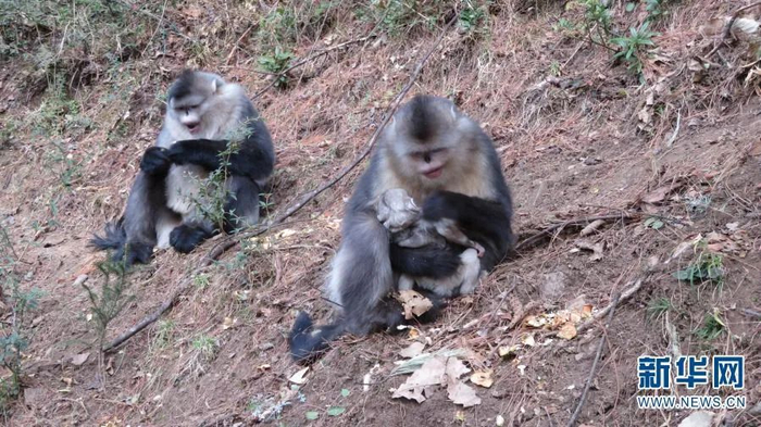 滇金丝猴怀抱中的“猴宝” 白马雪山国家级自然保护区野生动物救护站供图