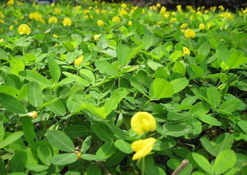 花生到了开花下针期,掌握方法花生高产不难,花生控旺技术要点