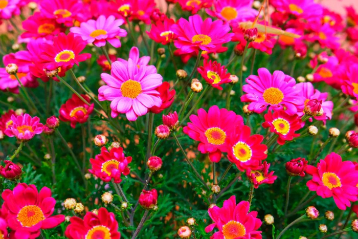 香格里拉经济开发区花卉 闫自松 摄