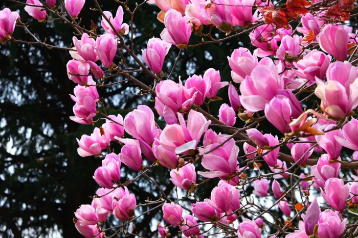 香格里拉经济开发区花卉 闫自松 摄