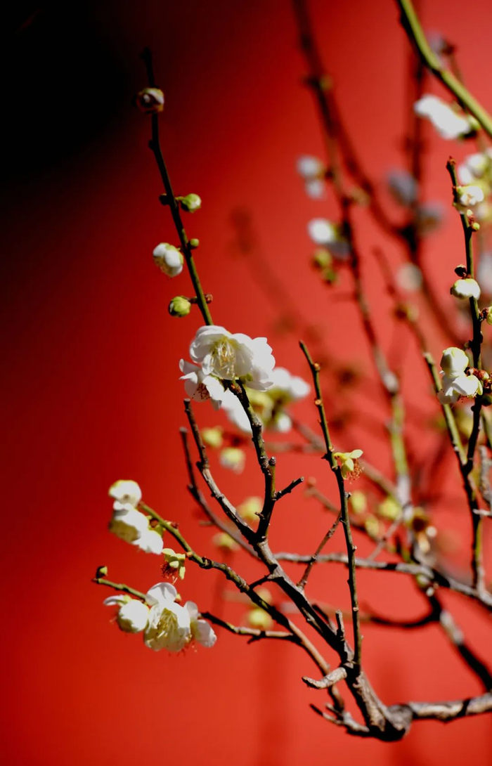 通海秀山 鲜花盛开 黄俊 摄