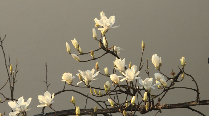 昌宁县融媒体中心 供图