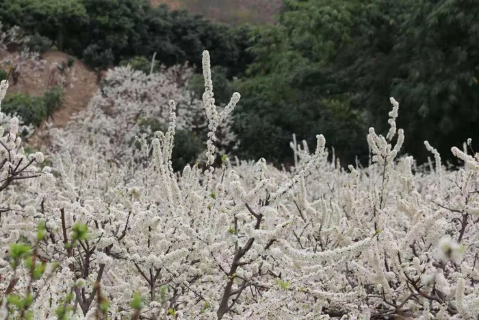 图源：人民日报客户端云南频道