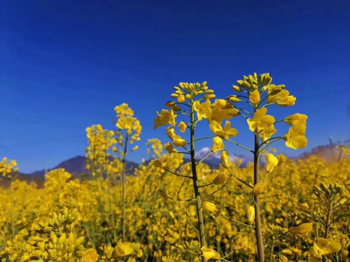 西山油路的油菜花田 胡世芳 摄