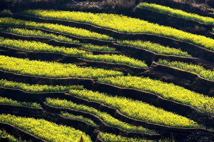 寸待福 摄