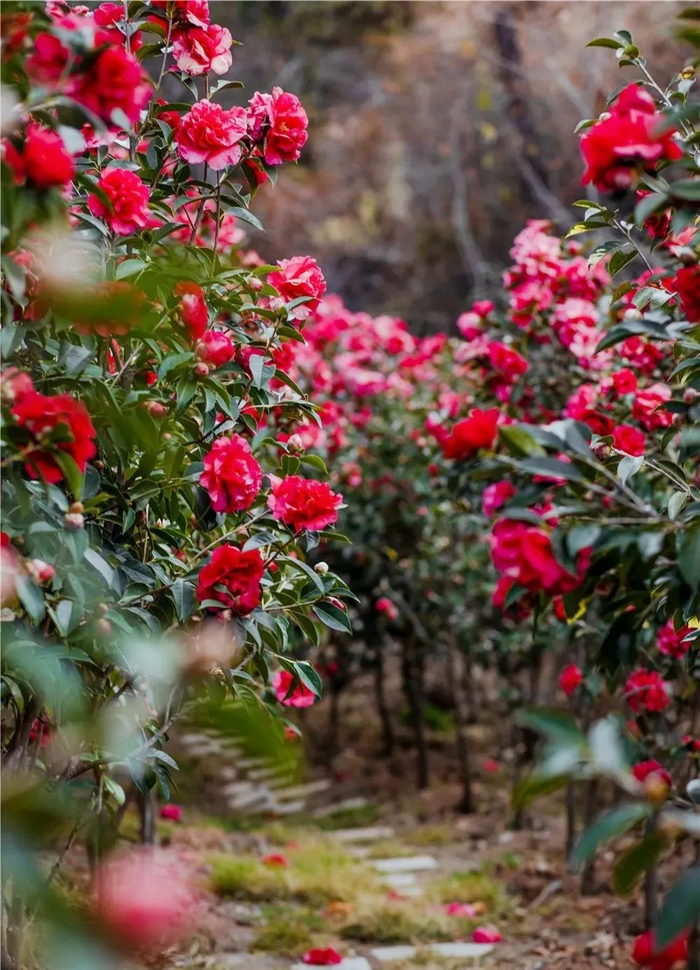 大理州委宣传部供图