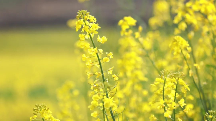 保山市委宣传部供图