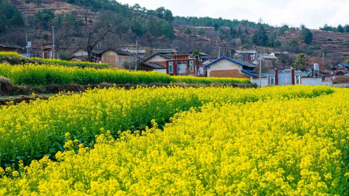 吉福村油菜花 胡世芳 摄