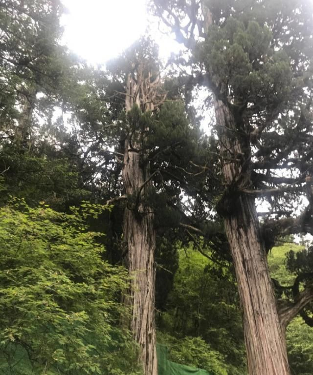 柏树“若木”崇拜溯源|神树|柏木|青铜|管子|猕猴_新浪新闻