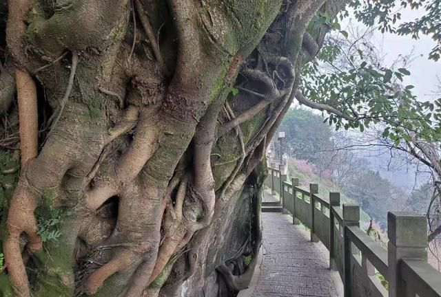 重庆佛图关,寻"白骨塔"不遇